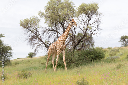 Grazing Giraffe In The Green Kalahari Auob Valley