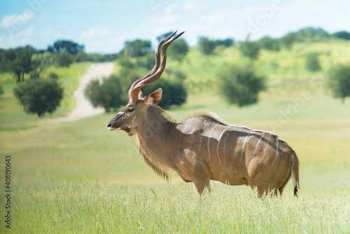 Fototapeta Naklejka Na Ścianę i Meble -  Kudu Bull In Kgalagadi Transfrontier National Park Auob Valley South Africa
