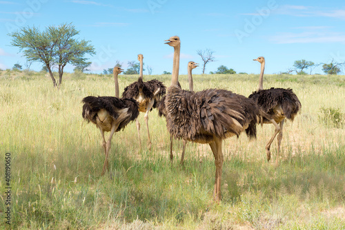 A Group Of Ostrich, Struthio Camelus, In Kgalagadi Transfrontier National Park, South Africa