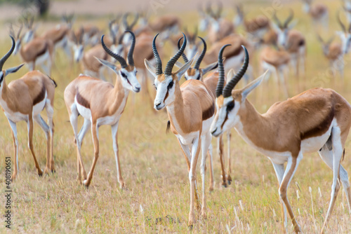 A Herd Of Springboks, Antidorcas, In The Kgalagadi Transfrontier National Park Auob Valley South Africa photo