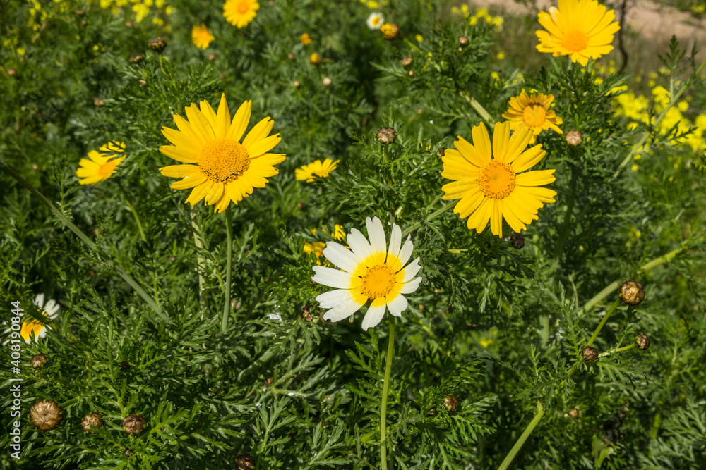 Crown Spider Flower, Cup-shaped Inflorescences Of Glebionis Coronaria Crown Spider Flower, Cup-shaped Inflorescences Of Glebionis Coronaria