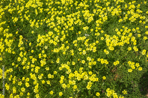 Yellow Sorrel Photographed From Above, Oxalis