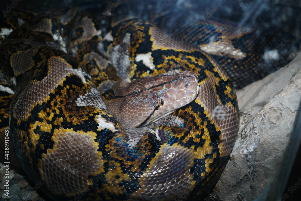 Python Snakes Python Snakes