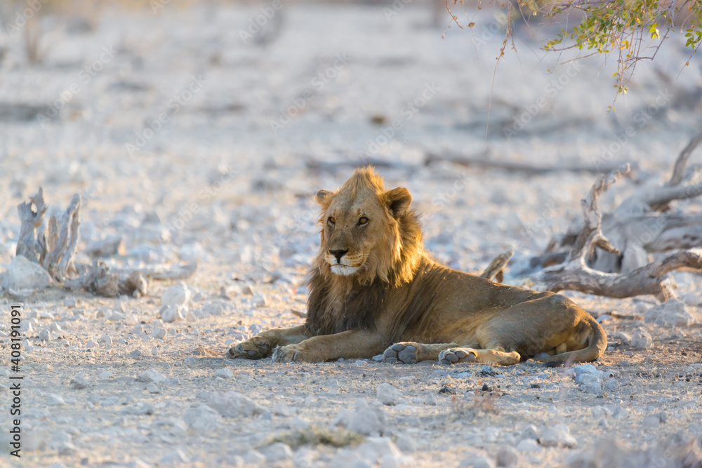Lion In Etosha National Park Namibia