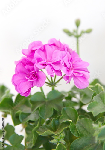 Blooming 