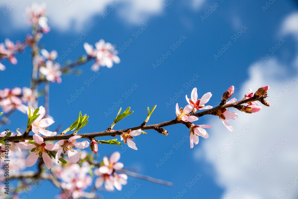Blossoming Branches Of An Almond Tree With The Sky As A Background Blossoming Branches Of An Almond Tree With The Sky As A Background