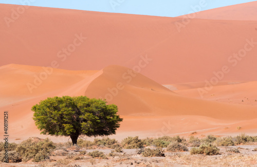 Acacia Tree In The Namib
