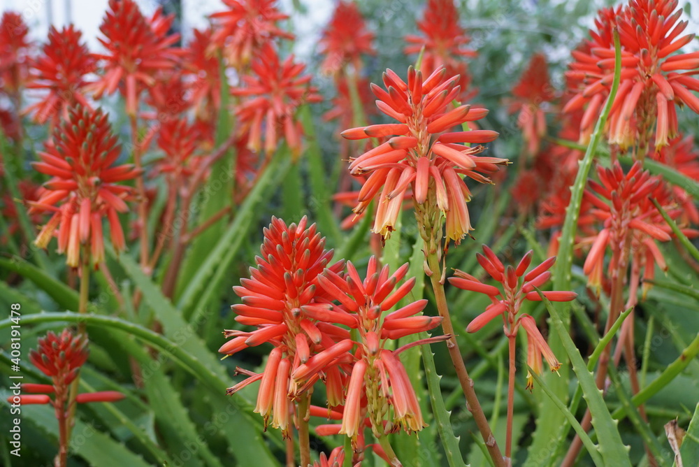 Bright red color of aloe vera flowers Bright red color of aloe vera flowers