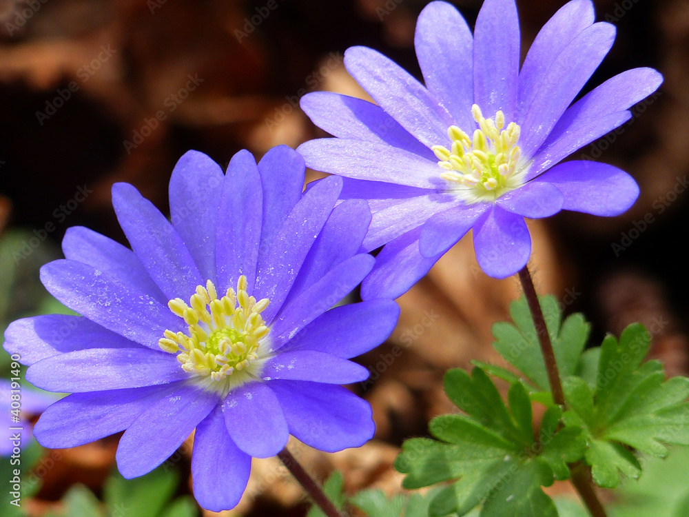 Windflower, Anemone Blanda Windflower, Anemone Blanda