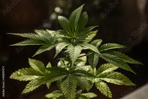 Close up of small marijuana plant in late afternoon sun  with other garden plants in the background. 