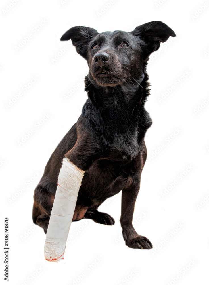 Fototapeta premium Black dog’s leg is wrapped in a bandage.