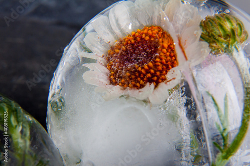 Rhodanthemum Hosmariense In Crystal Clear Ice photo