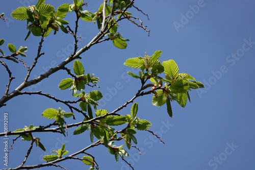 Beech Branches With New Green Leaves In Spring