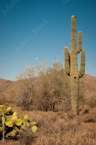 Saguaro Cacti in White Tank Mountain Park