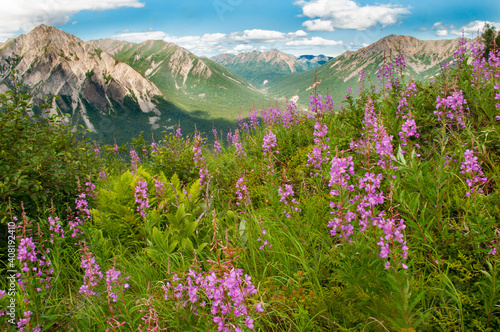 Mountain Overlook and Fireweed Near Lake Clark National Park Alaska © Kevin E Beasley