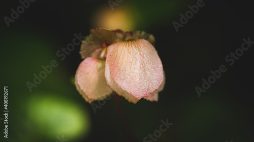 Macro photograph of a flower