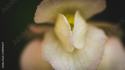 Macro photograph of a flower