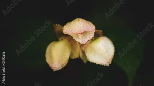 Macro photograph of a flower