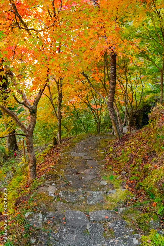 Fototapeta premium 愛知県豊田市 大井平公園の紅葉