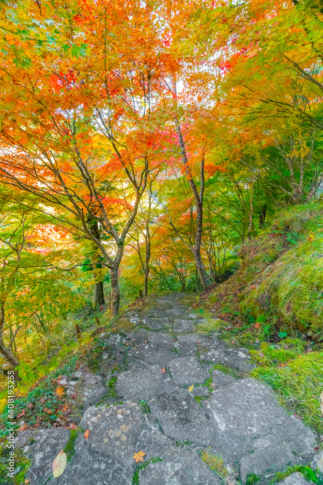 Fototapeta premium 愛知県豊田市 大井平公園の紅葉