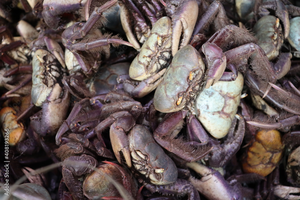 close up of a pile of crab