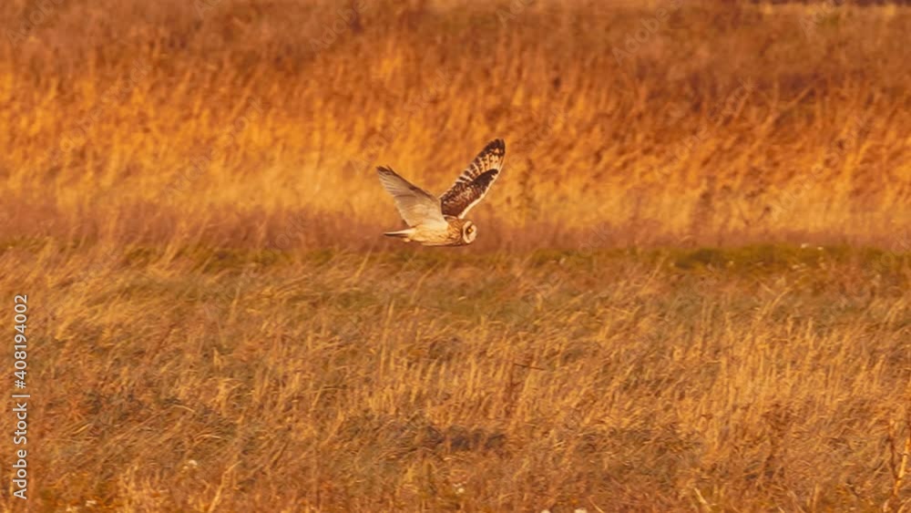 Low flying Short-eared owl (Asio flammeus) actively hunting for small mammals in the short grassy vegetatio, follow pan shot. Low flying Short-eared owl (Asio flammeus) actively hunting for small mammals in the short grassy vegetatio, follow pan shot.