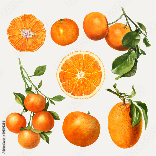 Hand drawn natural fresh oranges set vector