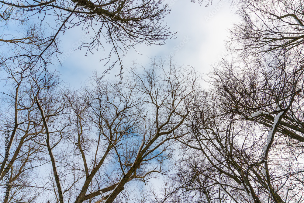 Tree crowns from bottom to top in winter and blue spring sky Tree crowns from bottom to top in winter and blue spring sky