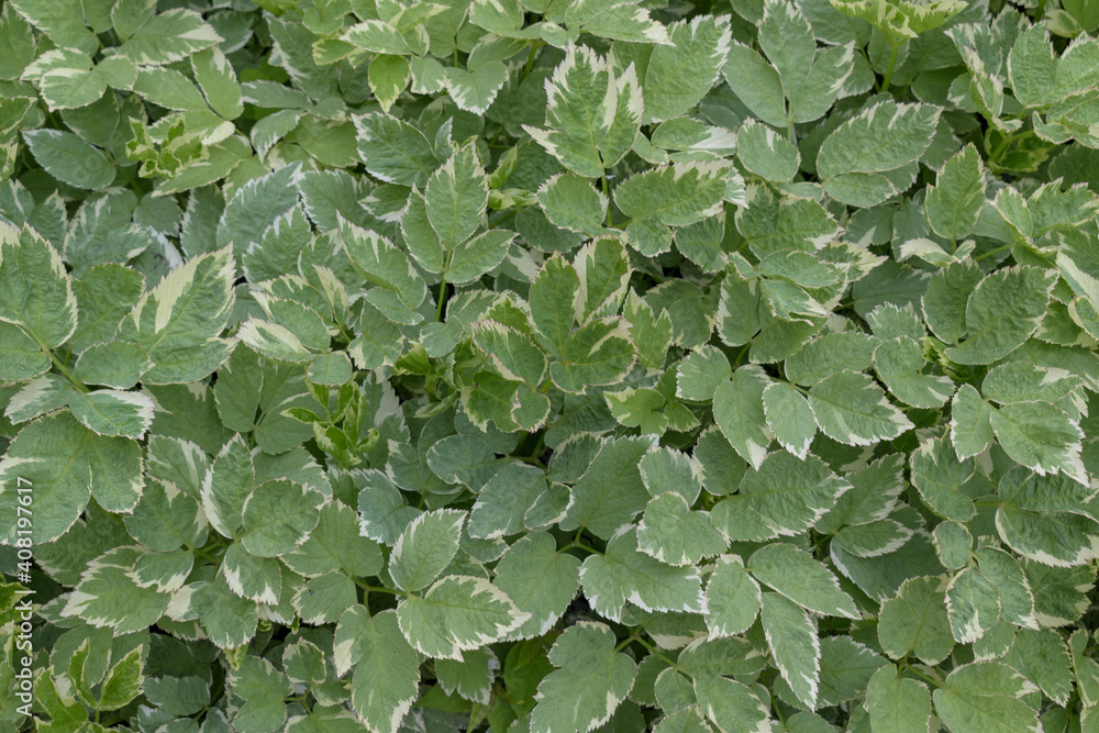 Variegated plants for the backdrop. The foliage is green with a white border. The concept of garden, ornamental plants in spring and summer. Variegated plants for the backdrop. The foliage is green with a white border. The concept of garden, ornamental plants in spring and summer.