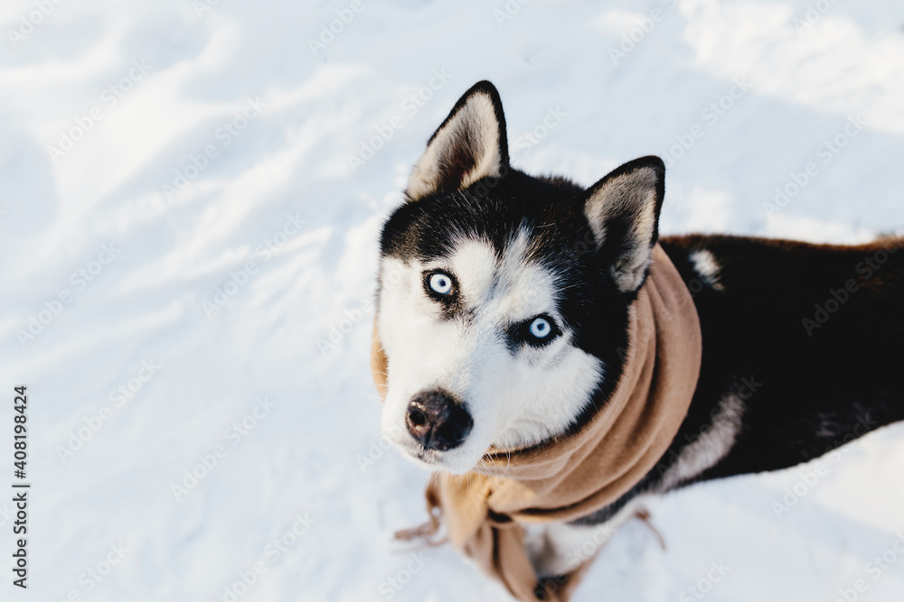 Husky wrapped in a scarf in a snowy forest