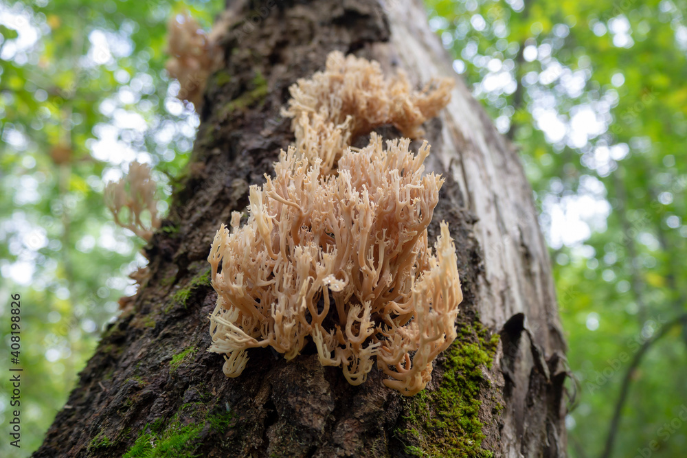The edible mushroom Artomyces pyxidatus grows on a tree trunk. Fungus close-up. Macro. The edible mushroom Artomyces pyxidatus grows on a tree trunk. Fungus close-up. Macro.