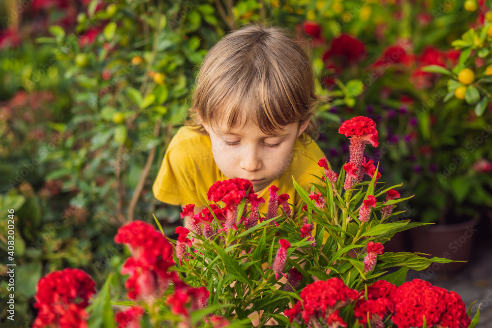Caucasian tourist boy in Tet holidays. Vietnam Chinese Lunar New Year in springtime