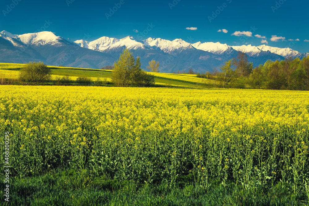 Picturesque canola fields and snowy mountains in background, Transylvania, Romania