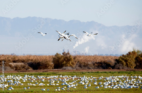 large flock of migratory snow geese with some flying toward smoke and emissions from a geothermal power plant