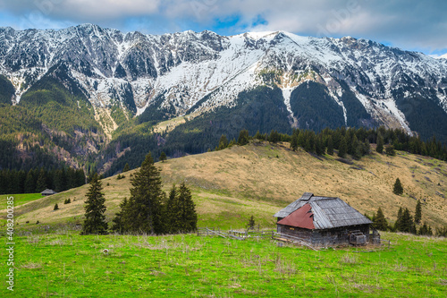 Alpine pasture scenery with snowy mountains in background, Transylvania, Romania