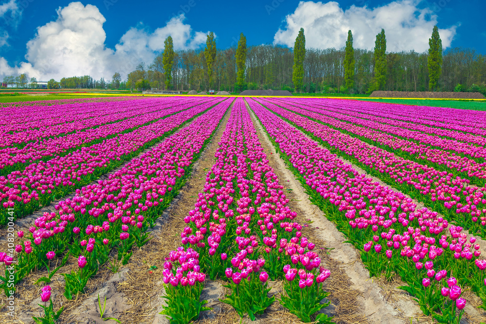 Amazing flowery landscape with colorful tulip fields in Netherlands