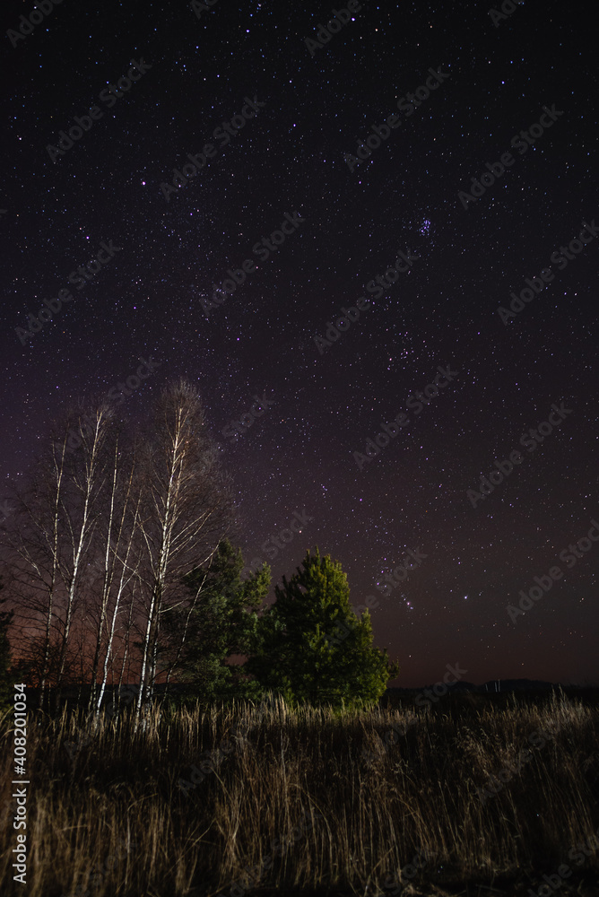 Starry sky over birch and pine