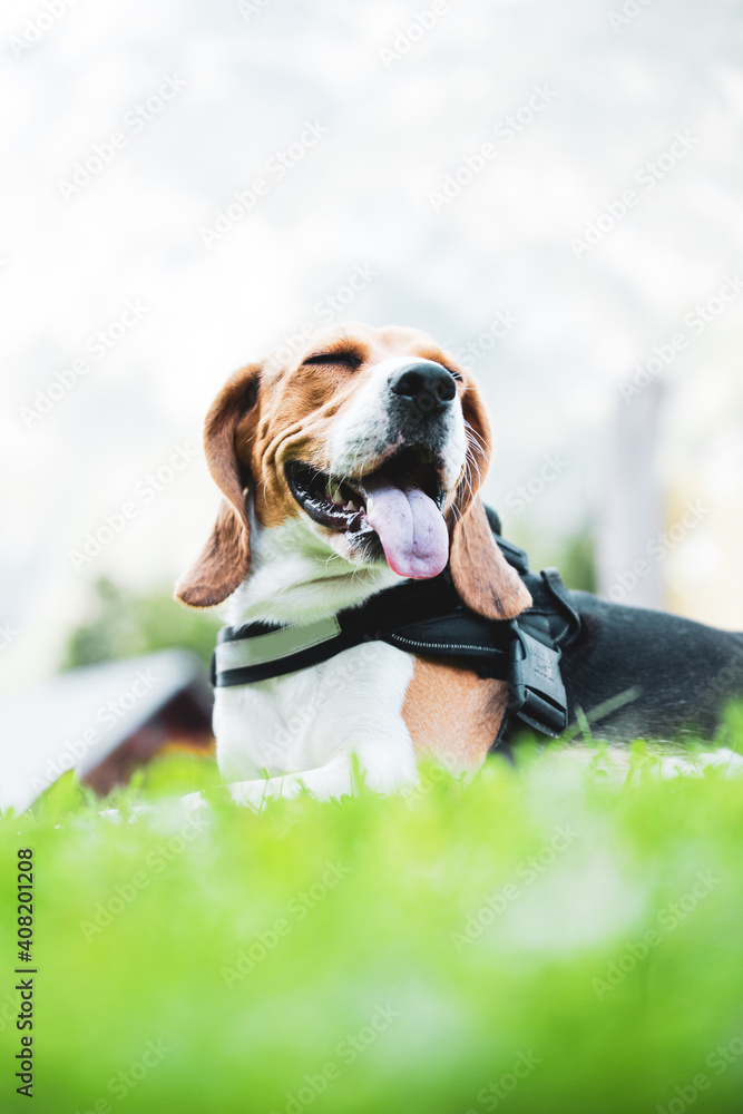 Beagle tired on the grass