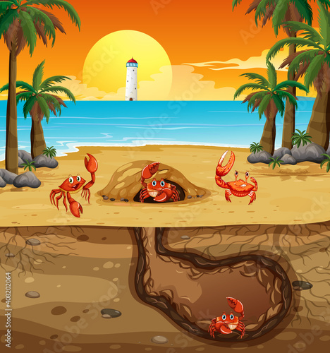 Underground animal hole with many crabs