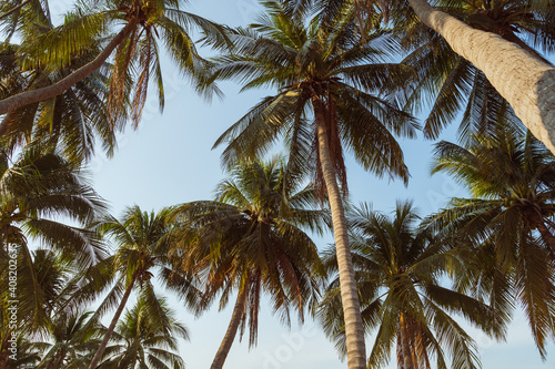 coconut trees on the beach © Hide_Studio