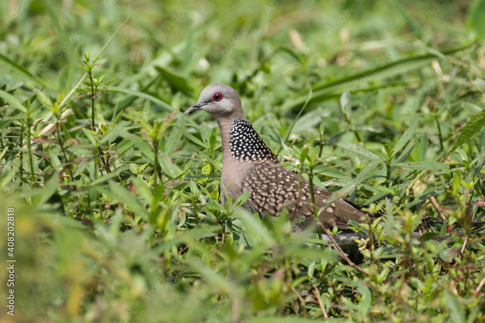 Spotted dove (Spilopelia chinensis) is a dove family. This dove found at village of Eastern Nepal. Spotted dove (Spilopelia chinensis) is a dove family. This dove found at village of Eastern Nepal.