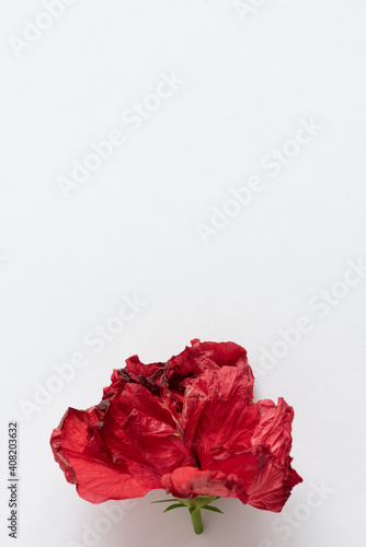Red hibiscus flower on a white background. Minimalistic background with copy space.