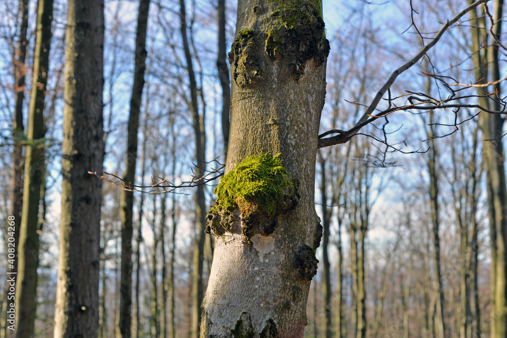 Obraz premium Tree trunk with moss in the forest