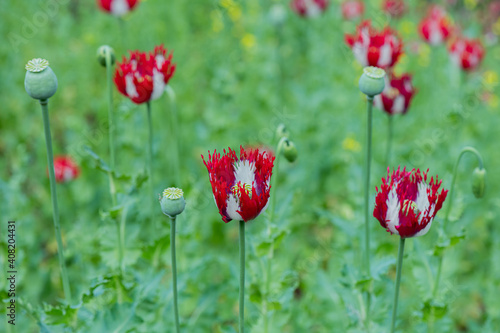 Opium poppy detail, father, Verginseng, Nifferum