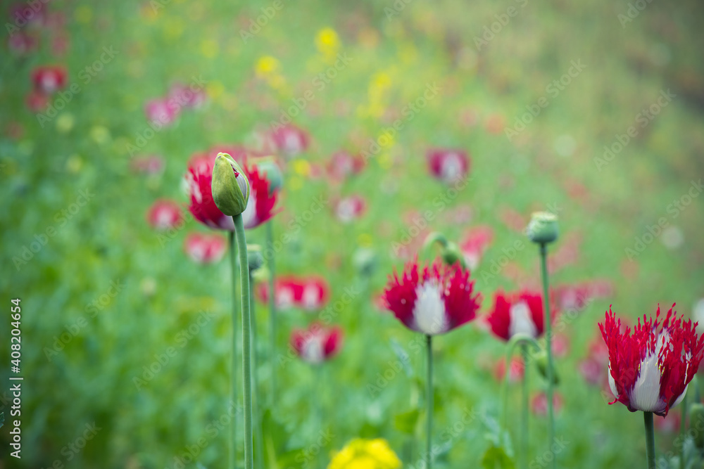 Poppy Poppy (Papaver somniferum) Poppy flower in the garden. Poppy Poppy (Papaver somniferum) Poppy flower in the garden.