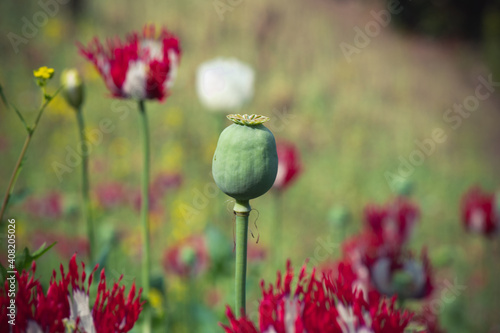 Opium poppy detail, father, Verginseng, Nifferum