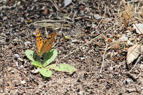 Common Brown Butterfly (Heteronympha merope) on ground, South Australia photo