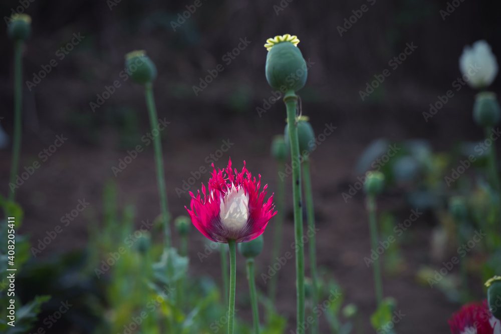 Poppy Poppy (Papaver somniferum) Poppy flower in the garden. Poppy Poppy (Papaver somniferum) Poppy flower in the garden.