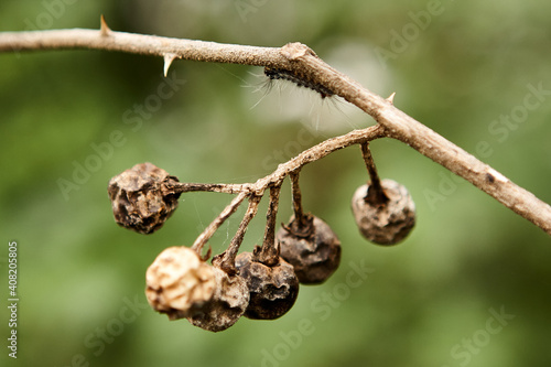 Dry Plant