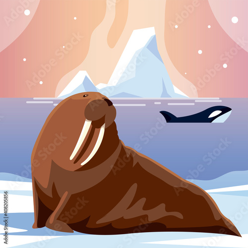 orca whale and walrus animals north pole and iceberg